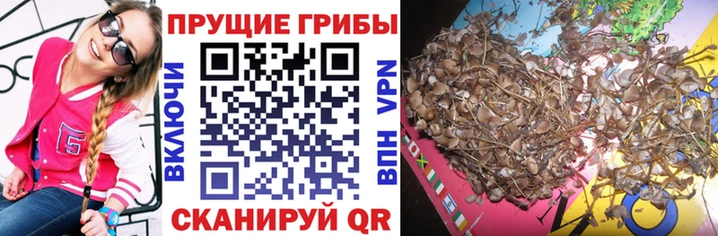 Галлюциногенные грибы Psilocybine cubensis  Трёхгорный 